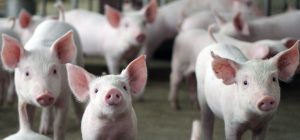 Ainda no vermelho, produtores esperam cenário positivo para 2025