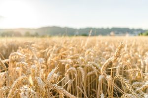 Estimativa é de aumento em 40,8% na safra de trigo catarinense