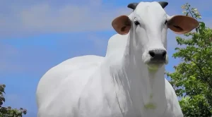 Carina, a vaca mais valiosa do mundo!
