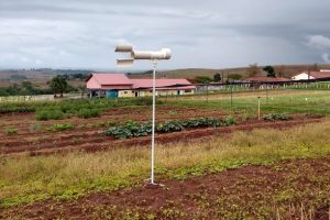Pesquisadores usam Inteligência Artificial para combate da ferrugem da soja