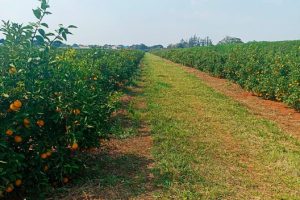 Operação reforçará combate e prevenção ao greening