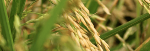 Arroz: Indicador recua 14% em novembro
