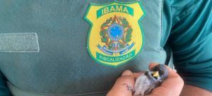 Ibama apreende 342 animais silvestres em operação