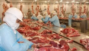 Pressão de oferta e demanda em queda impactam o mercado do boi gordo