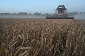 Exportação de trigo do Brasil crescerá em 2024, aponta Anec