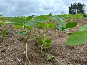 Plantio da soja se aproxima do final