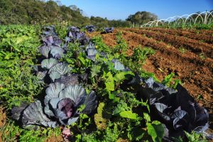 Projeto Renda Agricultor Familiar passa a atender 10 mil pessoas