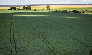 Em menos de quatro décadas, área destinada à soja cresce nove vezes