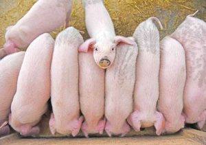 Produção brasileira cresce e reforça posição de destaque no mercado global