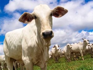 Exportação de carne bovina desacelera em dezembro, mas acumula crescimento robusto em 2024