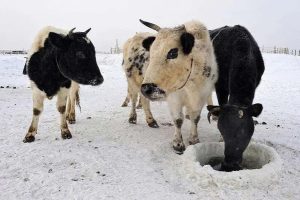 Raça de boi resistente ao frio vive na cidade mais gelada do mundo
