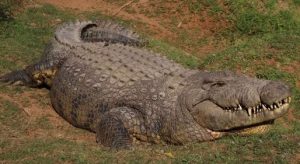 Henry, o crocodilo mais velho do mundo, que já teve mais de 10 mil filhotes, completa 124 anos