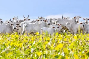 Após 20 anos, Brasil lança plano de rastreabilidade bovina