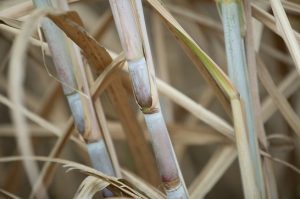 Programa de Aceleração da Transição Energética confirma o compromisso do setor Agro