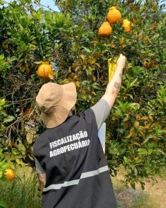 Fiscalização agropecuária fez 29,2 mil ações em 2024