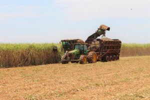 Principais culturas agrícolas têm aumento de área e previsão de produção maior na safra 24/25