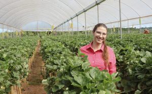 Sistema FAEP impulsiona produção de morangos na RMC