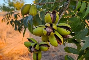 Pecanicultores celebram autorização de uso de 25 ativos para controle de pragas nos pomares