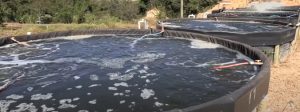 Piscicultores investem na criação de tilápias com tanques suspensos