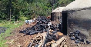 PM Ambiental localiza carvoaria ilegal e trabalhadores em situação análoga à escravidão