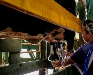 Programa para melhoramento genético de rebanho leiteiro alcança mais de dois mil produtores
