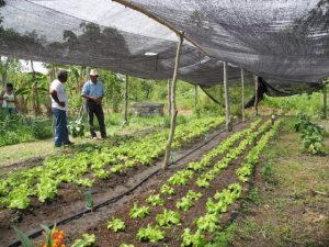 Brasil cria programa de pesquisa e inovação para agricultura familiar