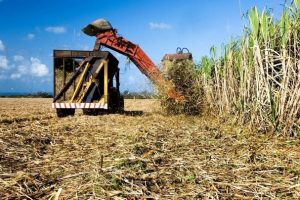Moagem de cana do centro-sul cai 54,30% na 1ª quinzena de dezembro