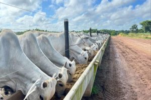 Brasil confinou 7,96 milhões de bovinos em 2024