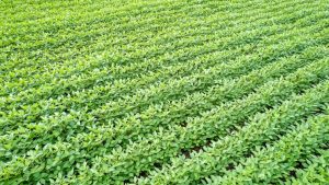 Aprosoja vence ação coletiva contra Monsanto e garante direitos dos produtores