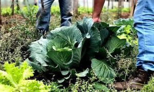 Lei sobre uso de bioinsumos na agropecuária é sancionada