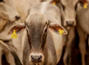 Rastreabilidade deve impulsionar acesso a mercados internacionais