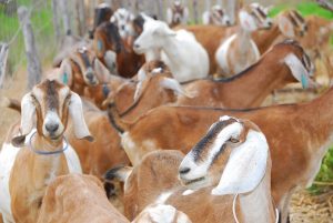 Embrapa realiza venda pública de caprinos e ovinos