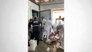 Presença de urubus revelou toneladas de carne imprópria em entreposto clandestino