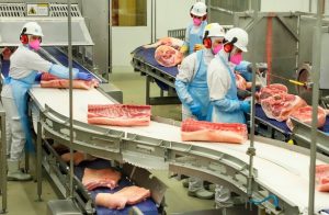 Exportações de carne suína atingem recordes e destacam força do setor