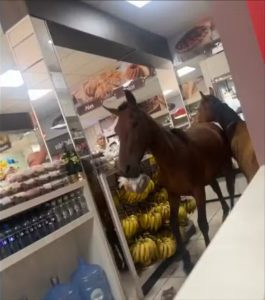 Cavalos invadem padaria para comer panetone