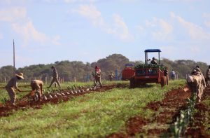 Benefício fiscal para expandir a citricultura. Que tal?