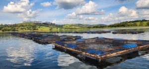 Contratos de cessão de uso de águas para aquicultura extrapolam a meta