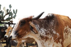 Fundo de Defesa da Sanidade Animal está a um passo da realidade