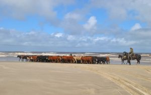 Gado apreendido na praia da Estação Ecológica foi para o Mesa Brasil