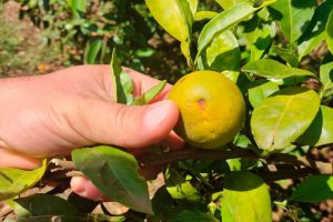 Greening: Paraná erradicou mais de 200 mil plantas no Noroeste