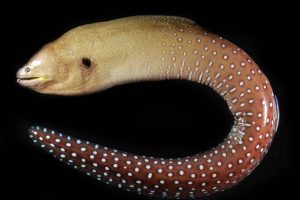 Enguias, moreias, piramboias e muçuns: Cobras ou peixes disfarçados?