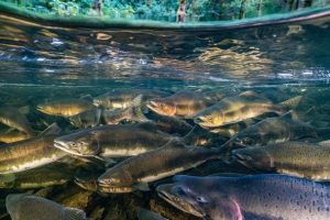 Produção mundial de peixes atingiu 223 milhões de toneladas, avaliadas em R$ 2,91 trilhões