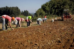 Adesão obrigatória da nota fiscal eletrônica do produtor rural é adiada para fevereiro