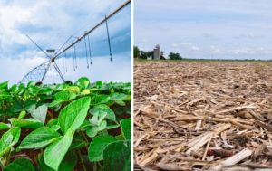 Brasil gigante: Colheita 24/25 já começou, mas ainda falta chuva para o plantio