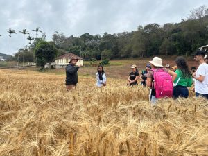 Universidade registra nova variedade de trigo para áreas irrigadas