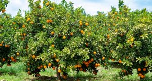 Relatório aponta queda na safra de laranja 2024/25