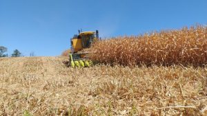 Colheita do milho atinge 8% das lavouras