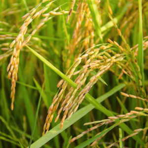 Arroz deve ter a maior produção em 7 anos e importações devem seguir firmes no trigo