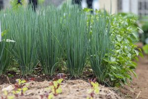 Produtores ampliam área de plantio de salsinha e cebolinha