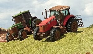 Colheita de milho para silagem avança e resultados são satisfatórios